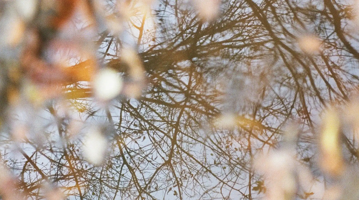 Kalla trädgrenar med delikata bokeh-effekter i mjuk fokusering.